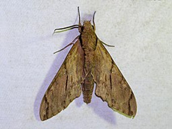 Darwin's moth